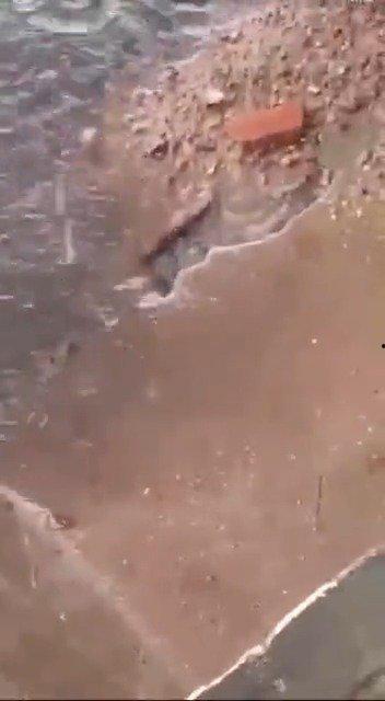 最新老鼠爆料新闻视频大全,揭秘娱乐圈幕后真相